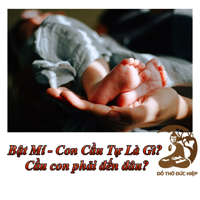 Bật Mí - Con Cầu Tự Là Gì? Cầu con phải đến đâu?